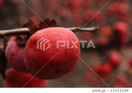 冬の柿1 冬の柿1 13313184