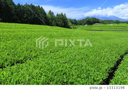 新緑の茶畑と富士山 13313196