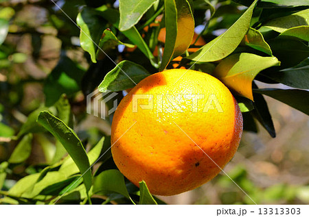 ポンカン 13313303