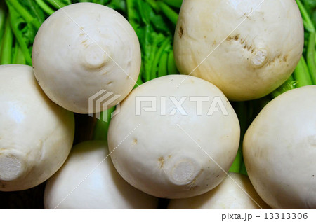 かぶら かぶら 13313306