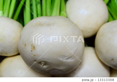 かぶら かぶら 13313308