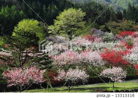 花桃の里　月川温泉 13313316