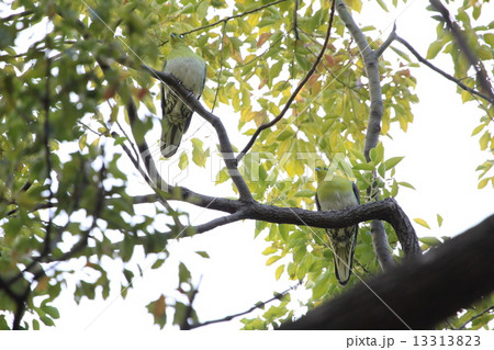 アオバト２羽 13313823