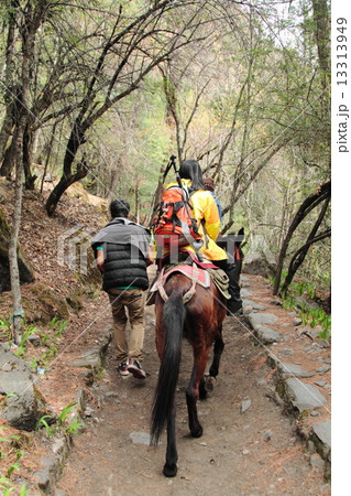 horse for tourist up to  mingyong glacier 13313949