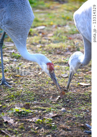 カナダヅルーCanadian Clane 13314329