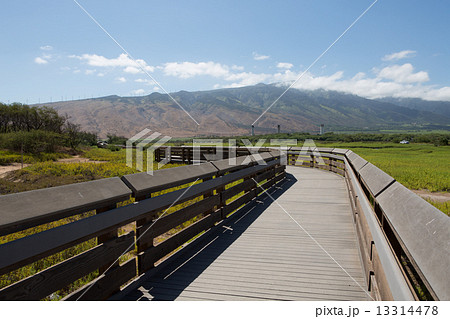 Boardwalk in Maui 13314478