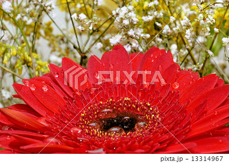 Red gerber flower Red gerber flower 13314967