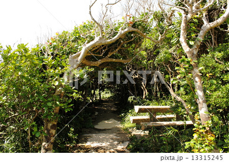 木のトンネル 木のトンネル 13315245