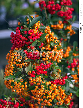 ピラカンサス ピラカンサス 13315609