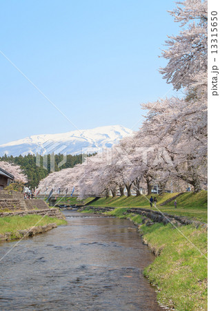 山形県 中山河川公園の桜並木 山形県 中山河川公園の桜並木 13315650
