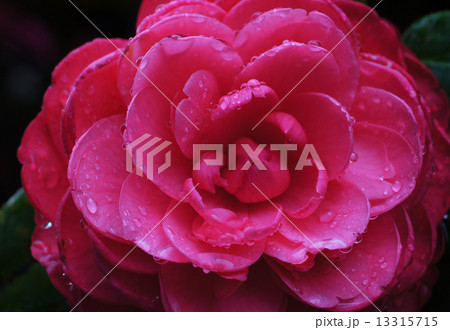 ツバキ科 ウッド 木材 13315715