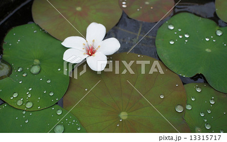 ガーデニング 庭いじり 造園 13315717