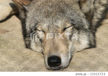 シンリンオオカミの写真素材