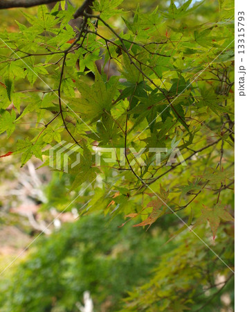 緑色の紅葉 13315793