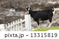 牧場 農場 大牧場 13315819