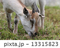 牧場 農場 大牧場 13315823
