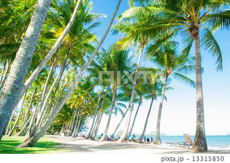 ヤシの木道１ 13315850