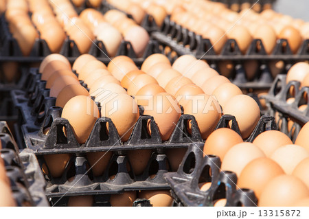 Eggs in the package 13315872