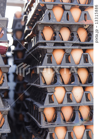 Eggs in the package 13315886