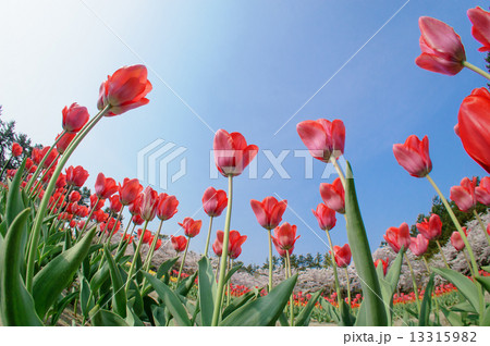 桜とチューリップ 桜とチューリップ 13315982