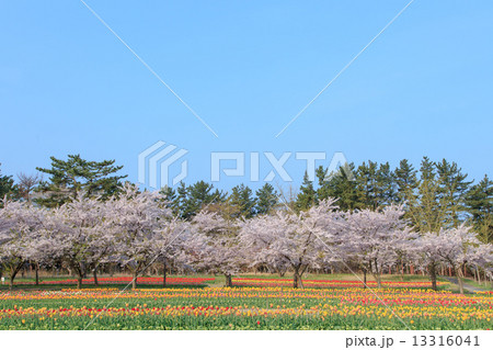 庄内　いこいの村の桜とチューリップ 13316041