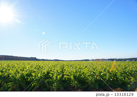 三浦の大根畑 13316129