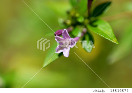 シチョウゲ、アカネ科、日本、準絶滅危惧（NT）、絶滅危惧植物、絶滅危惧種 13316375