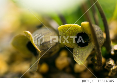 オトメアオイ、ウマノスズクサ科、日本、本州 13316385