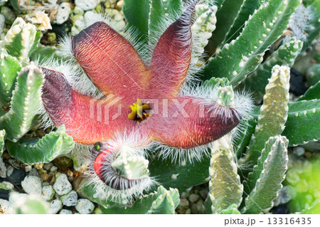 スタペリア・グランディフォロラ、ガガイモ科、南アフリカ（ケープ）、トランスヴァール 13316435