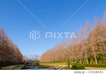 相模原公園 13316441