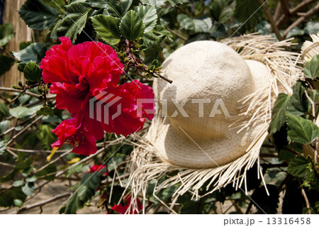 Special Display Of Straw Hats 13316458