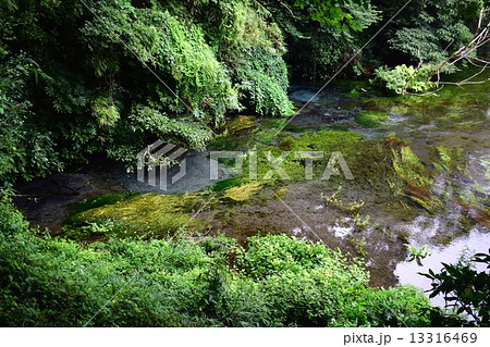 静岡県　駿東郡清水町　柿田川湧水群　第一展望台・水源　名水百選 13316469