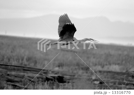 アオサギの飛行ーGreat Blue Heron Frying in the Sky アオサギの飛行ーGreat Blue Heron Frying in the Sky 13316770