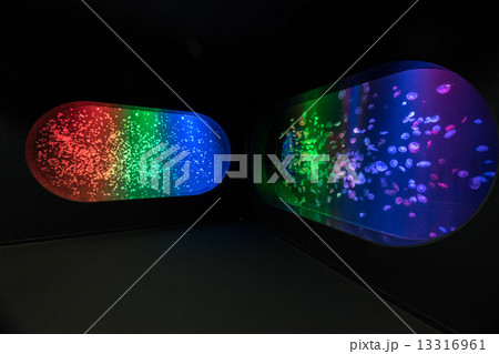 加茂水族館のクラゲ 13316961