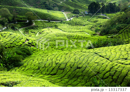 Tea plantation Cameron highlands, Malaysia Tea plantation Cameron highlands, Malaysia 13317337