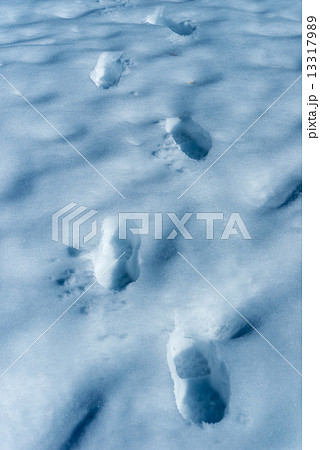 雪の中の足あと 13317989
