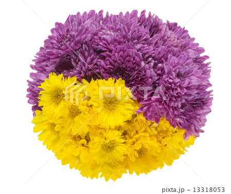 菊 13318053