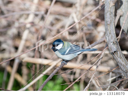 シジュウカラ 13318070