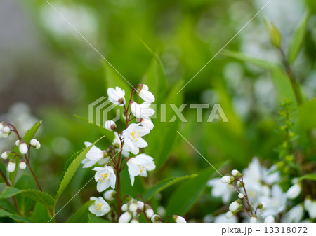 姫空木の白い花の写真素材