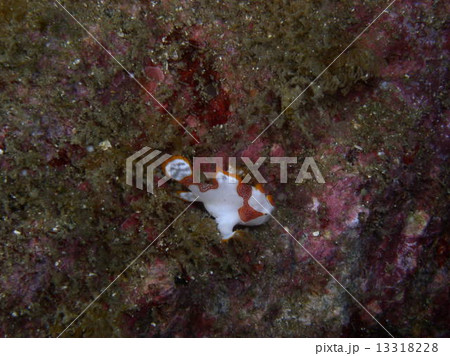 クマドリカエルアンコウ クマドリカエルアンコウ 13318228