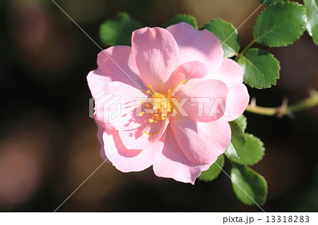 淡いピンク色の薔薇の花・クイーンマザー 淡いピンク色の薔薇の花・クイーンマザー 13318283