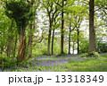 ブルーベルの森 13318349