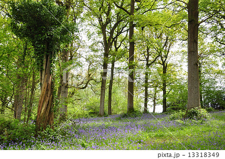 ブルーベルの森 13318349