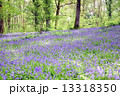 ブルーベルの森 13318350