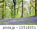 ブルーベルの森 13318351
