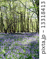 ブルーベルの森 13318413