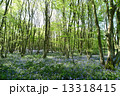 ブルーベルの森 13318415