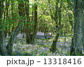 ブルーベルの森 13318416