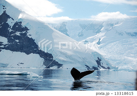 氷山とくじら 13318615