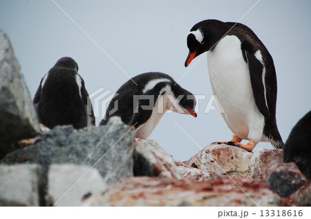 ペンギンの親子 13318616